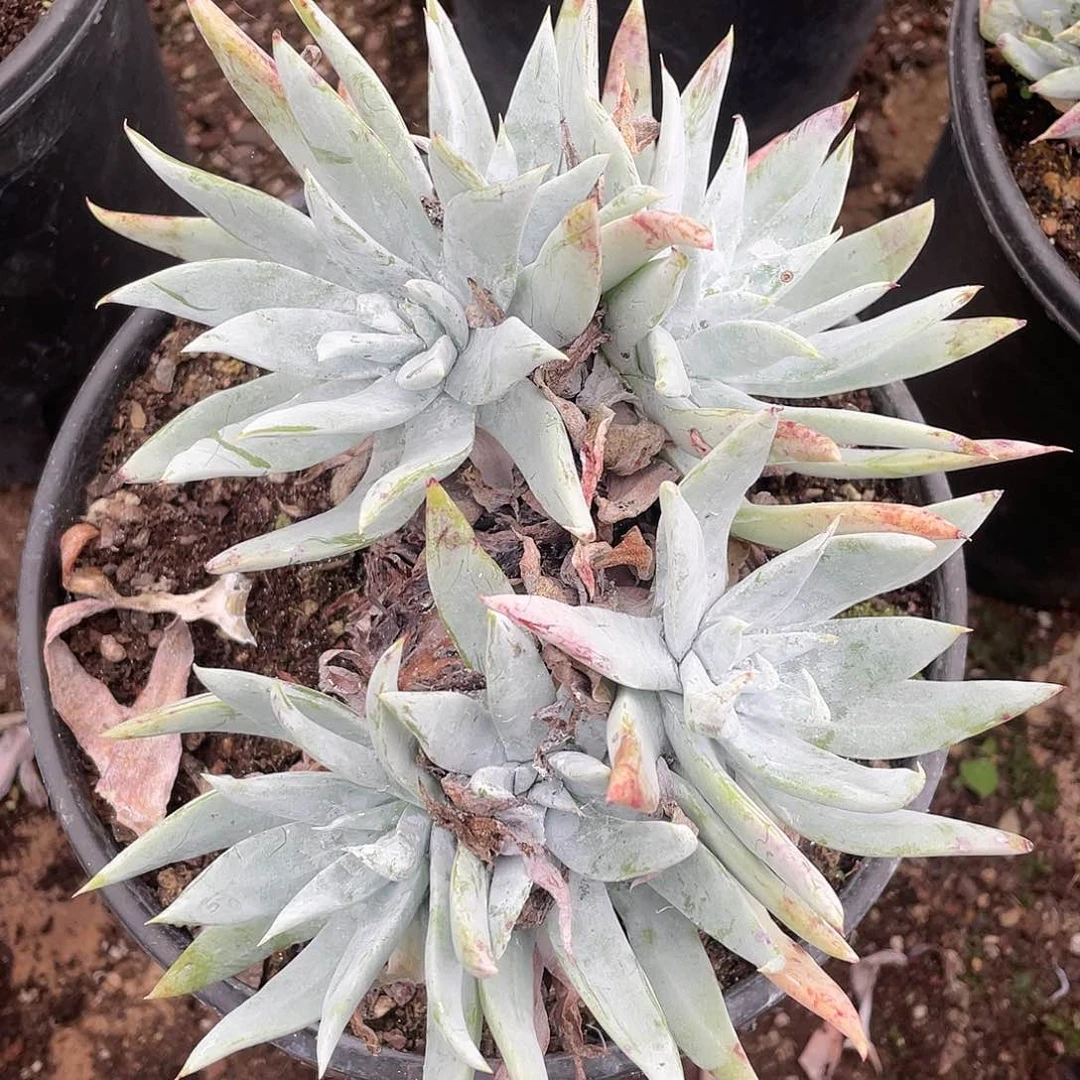 哈哈哈哈雪山0696