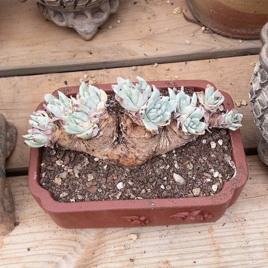 哈哈哈哈瑕疵0226