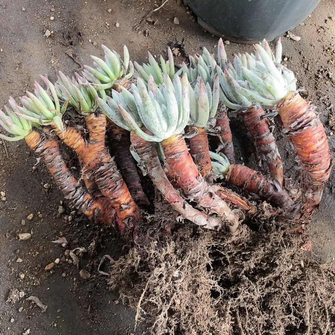 哈哈哈哈瑕疵0466