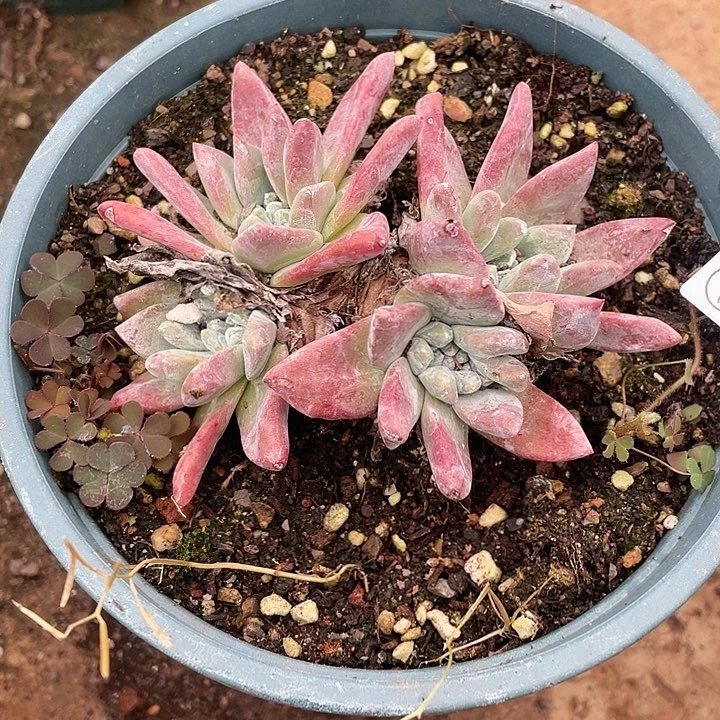 哈哈哈哈苹果拇指0417苹果叶