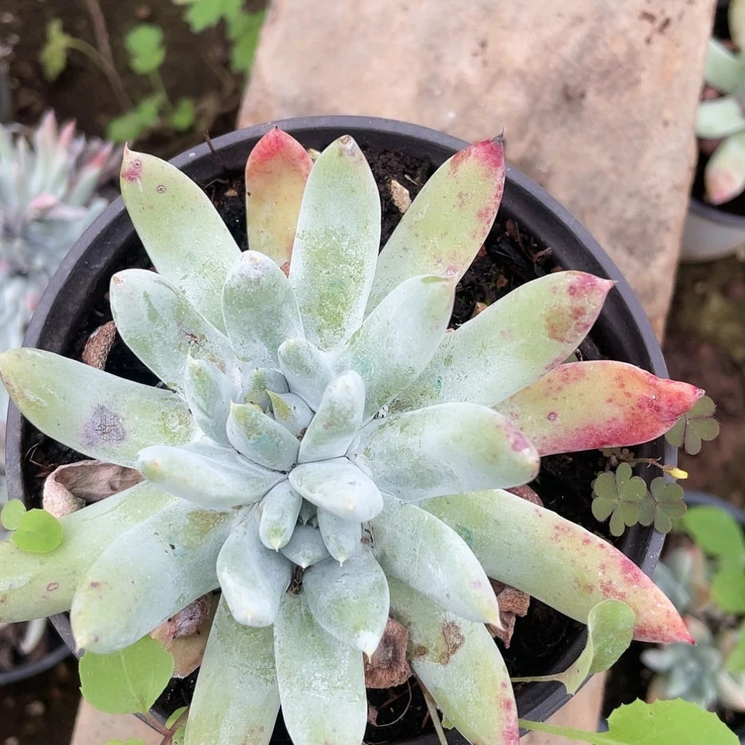 哈哈哈哈帕翠沙0743