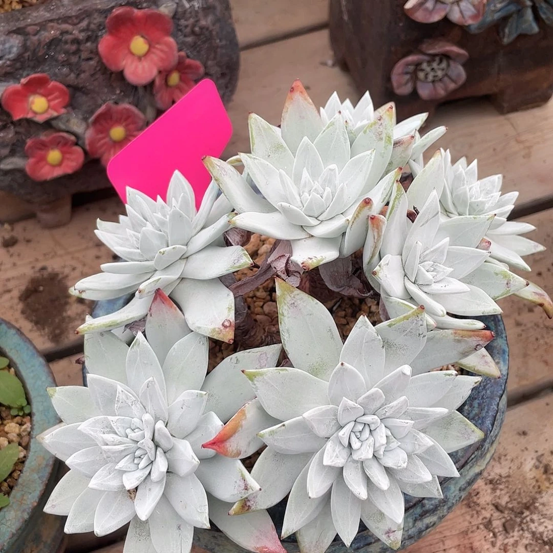 哈哈哈哈刘丹白豪苹果叶0665