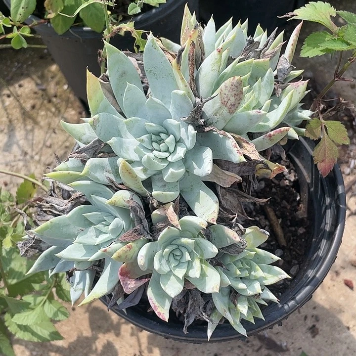 哈哈哈哈苹果雪山0439