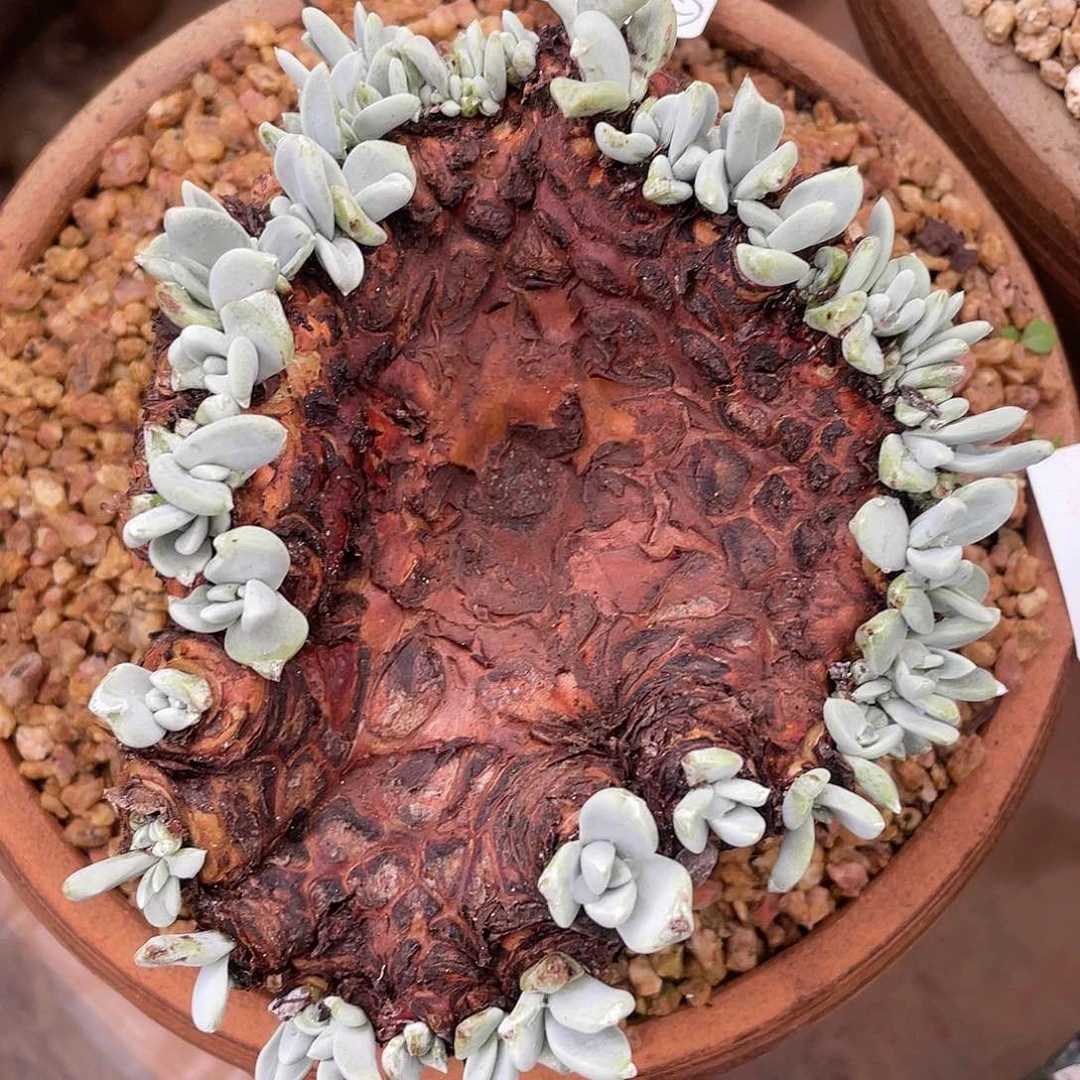 哈哈哈哈贝拉2371苹果叶