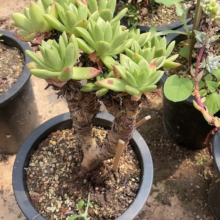 沉**己哈哈哈哈青钢苹果叶0600