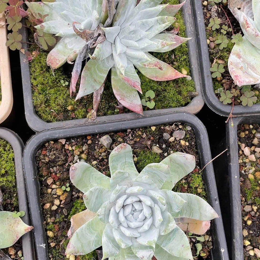 哈哈哈哈牡丹苹果叶0117