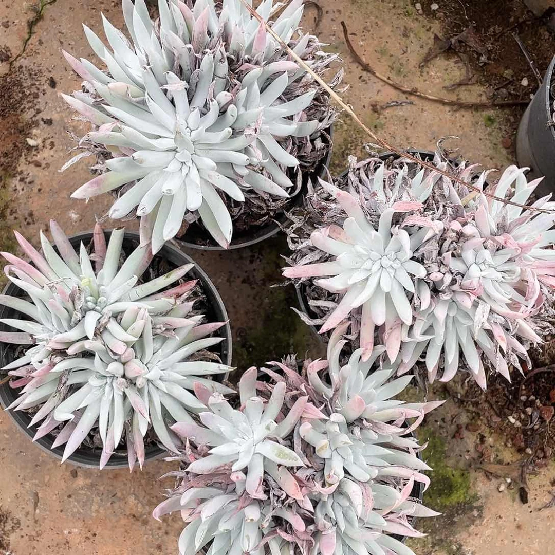 哈哈哈哈奴婢吉哪4颗