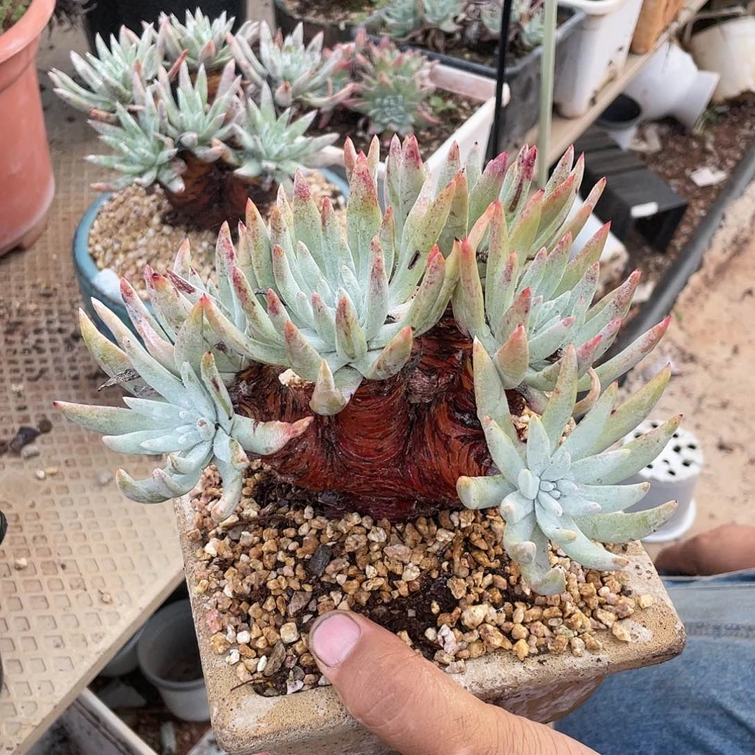 哈哈哈哈海瑟2225