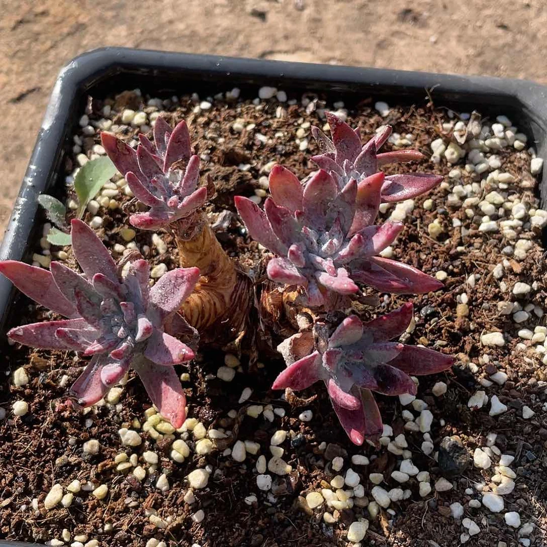 哈哈哈哈尹静诗白菊0559