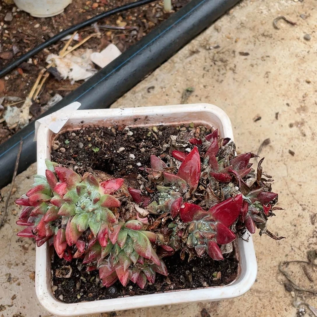 哈哈哈哈苹果拇指0630苹果叶