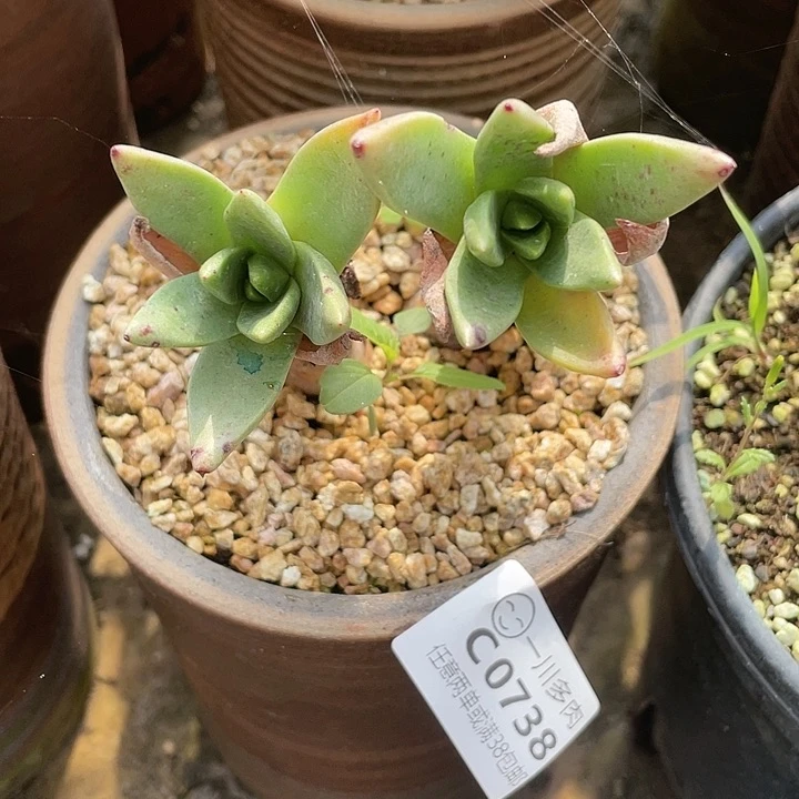 哈哈哈哈帕么瑞0738