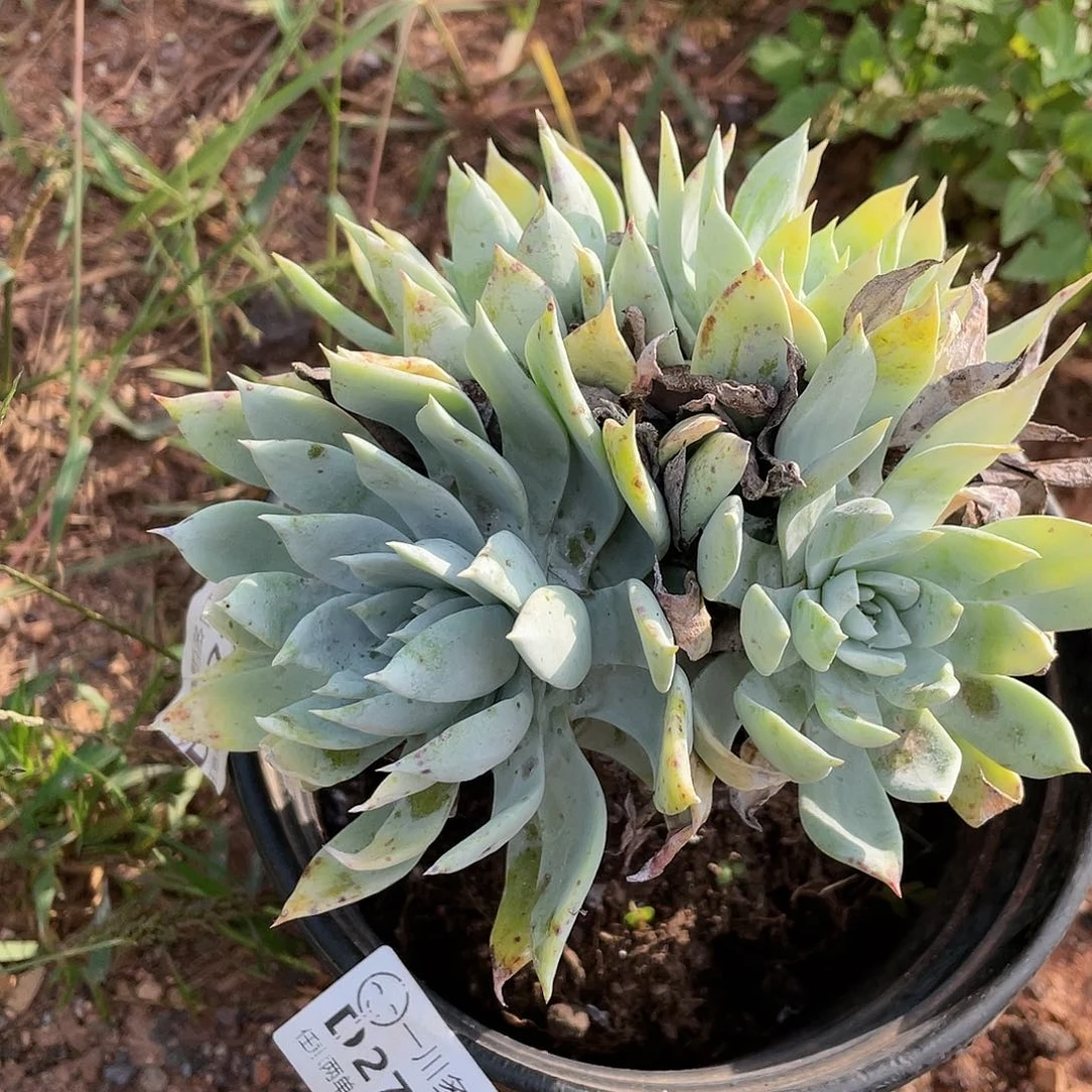 哈哈哈哈手捧雪山2710