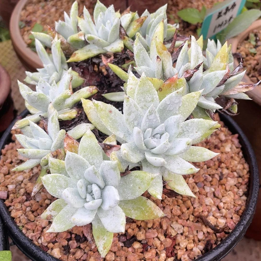 哈哈哈哈法瑞雪山2117