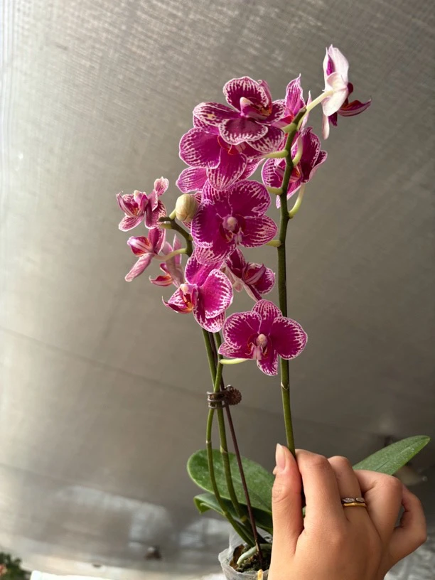 蝴蝶兰———(可乐)(任意两颗包邮只拍一颗发苗)