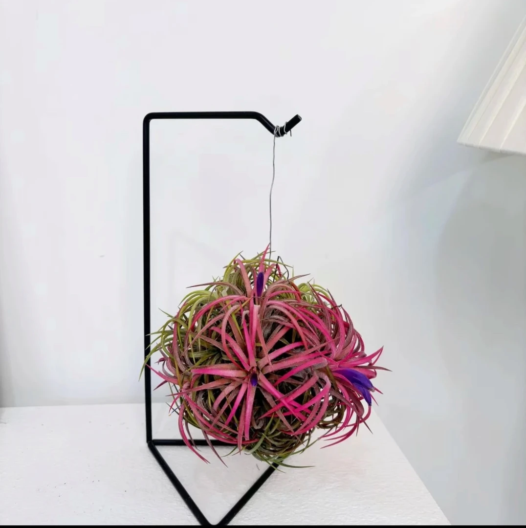 (空气凤梨)  精灵球 四面开花 无土栽培，懒人必备好养活新手植物