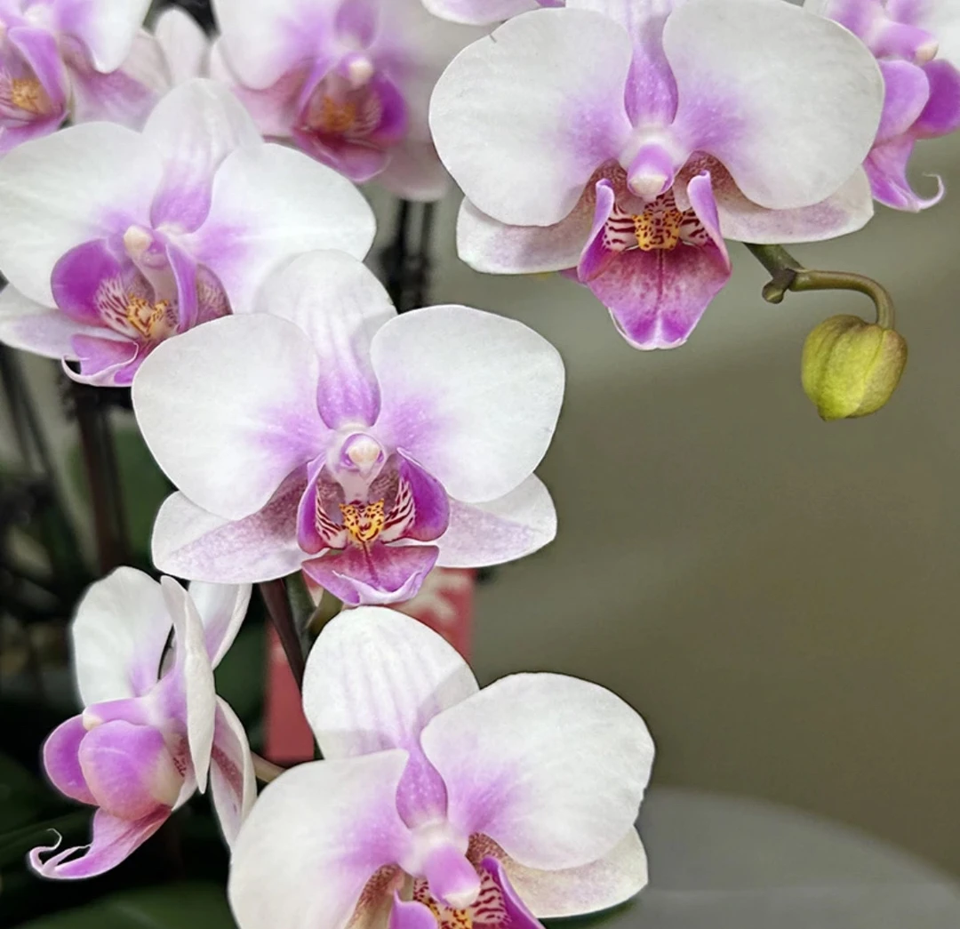 蝴蝶兰———(雅韵)开花发货