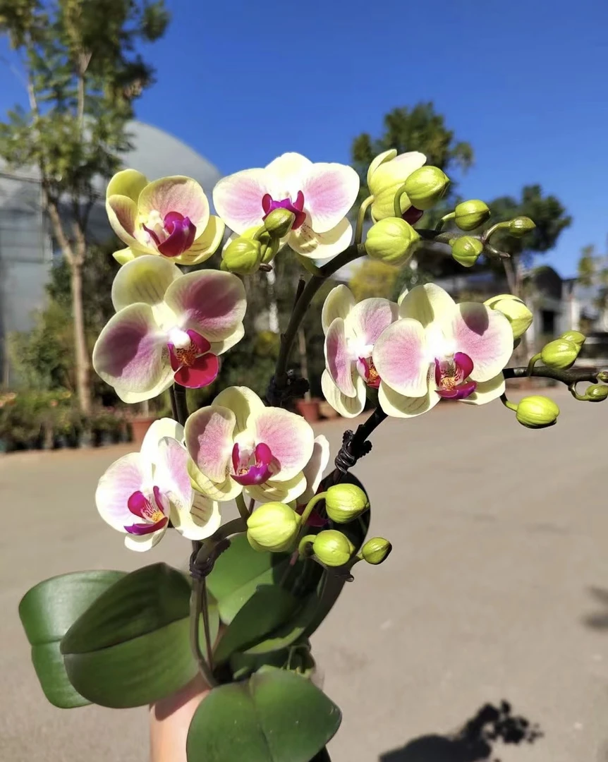 蝴蝶兰———(笑脸)开花发货