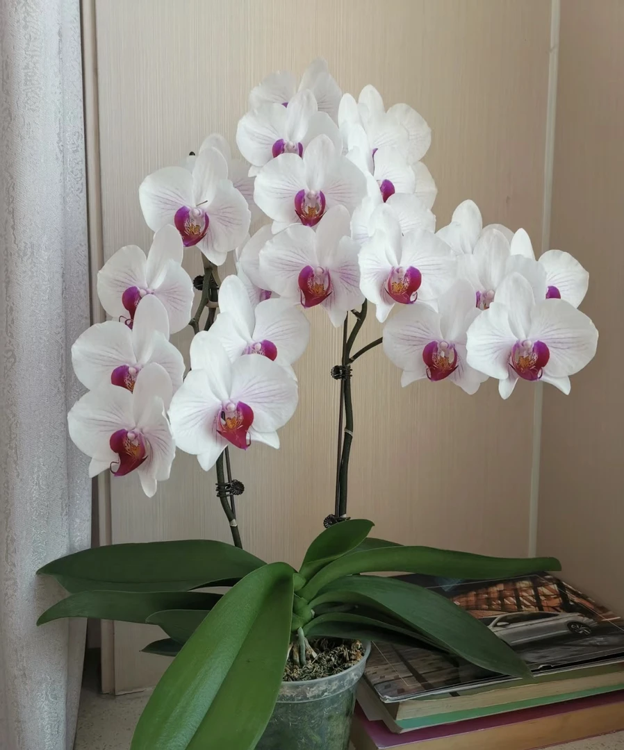 蝴蝶兰———(丹佛)开花发货