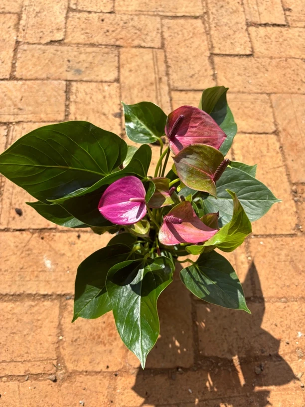 红掌盆栽颜色混发什么颜色都有不支持备注介意勿拍