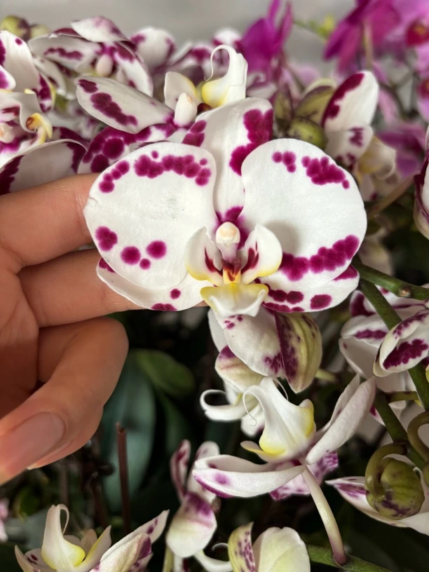 蝴蝶兰———(乳牛)开花发货