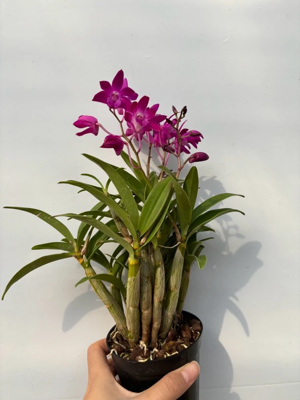 小盆澳洲红石斛兰 石斛好养花期长 云南鲜花绿植