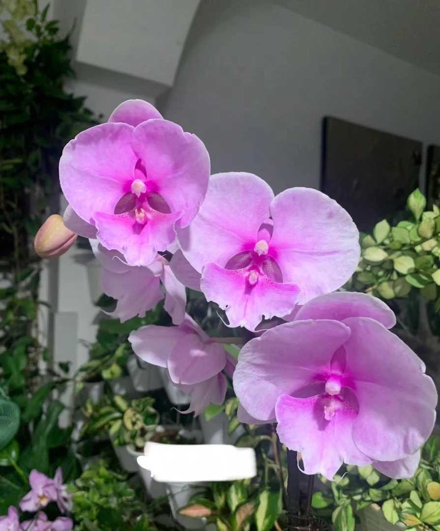 {蓉姐专属}蝴蝶兰———(粉色迷雾)(任意两颗包邮只拍一颗发苗)