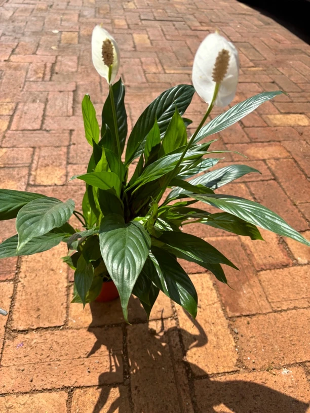 美酒白掌室内盆栽净化空气