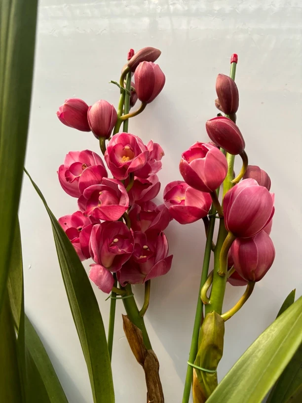 福仙-----大花蕙兰 小众稀缺款有撑杆（0度以下拍保温棉不拍不售后