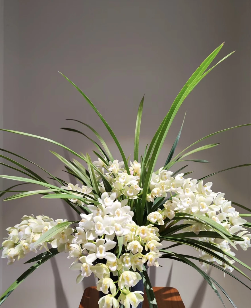 白玉香兰----大花蕙兰没撑杆（0度以下拍保温棉不拍不售后）