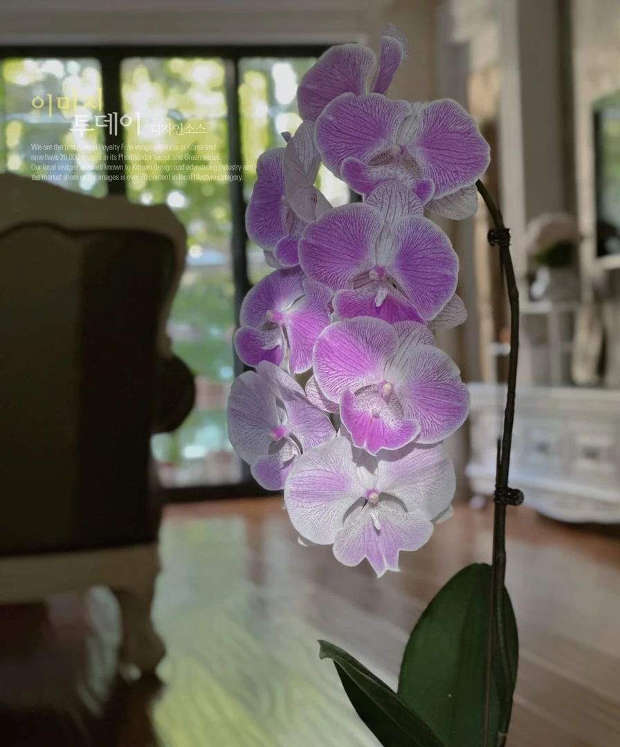 蝴蝶兰———(梦露)(任意两颗包邮只拍一颗发苗)