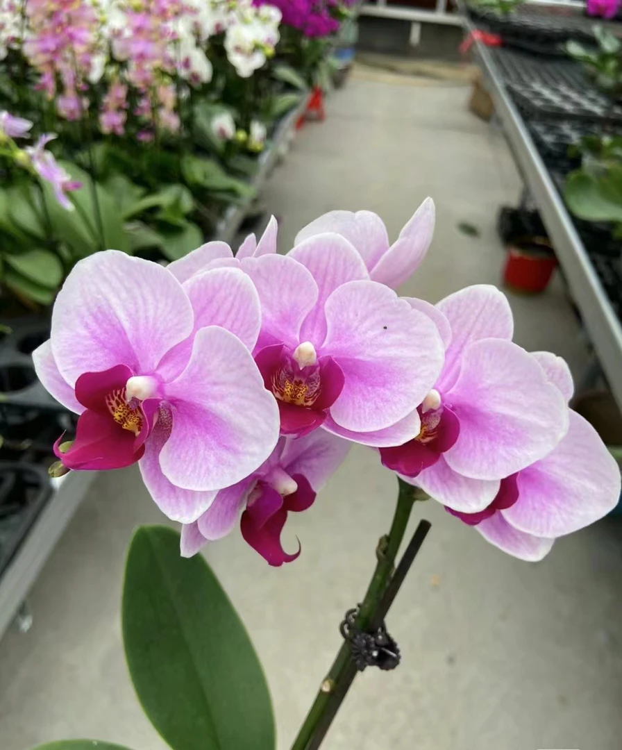 蝴蝶兰———(宝贝)(任意两颗包邮只拍一颗发苗)