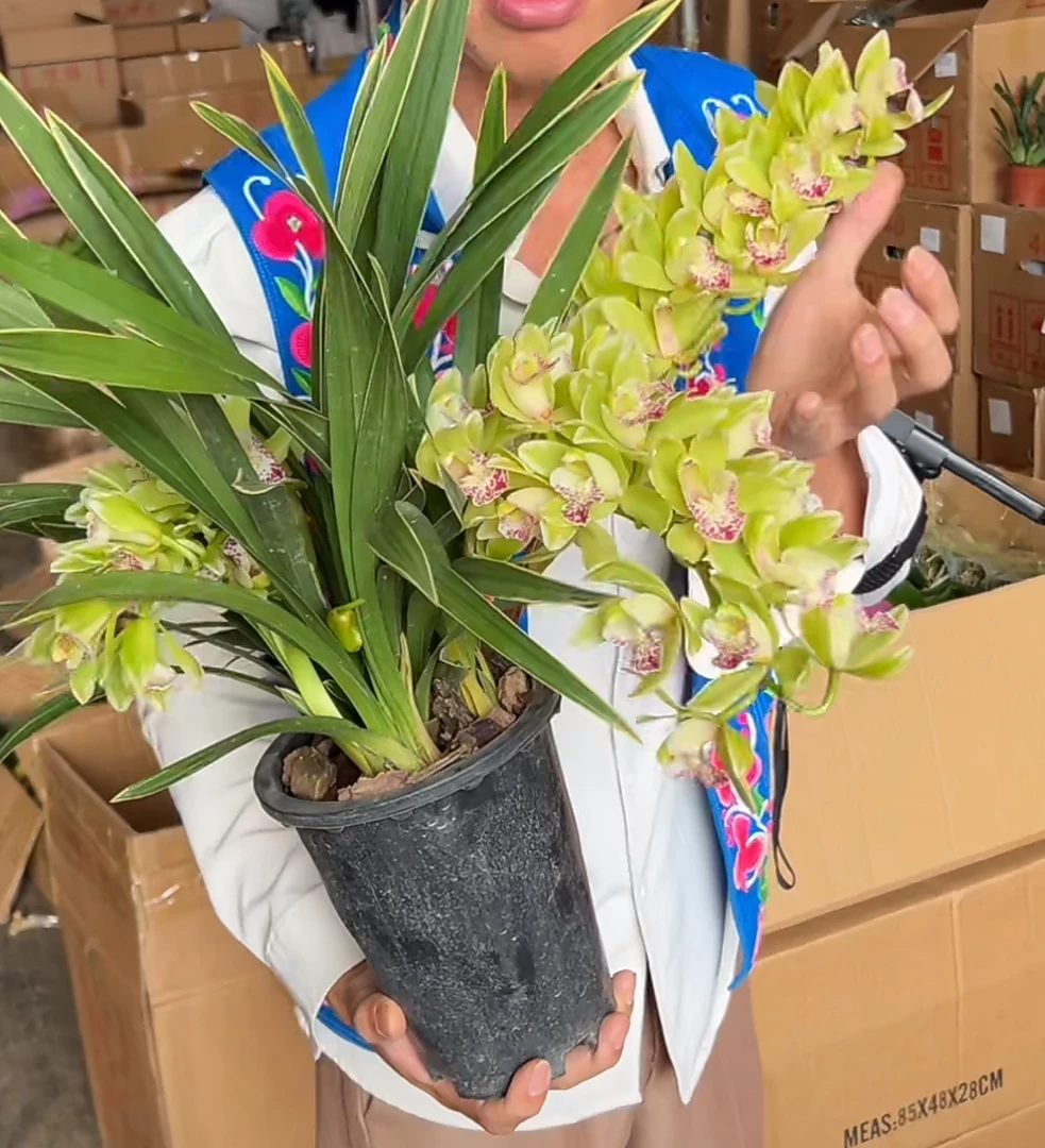 大花蕙兰——金边小青龙