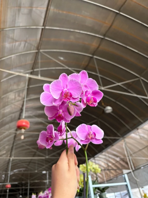 蝴蝶兰——(新婚宴)(任意两颗包邮只拍一颗发苗)