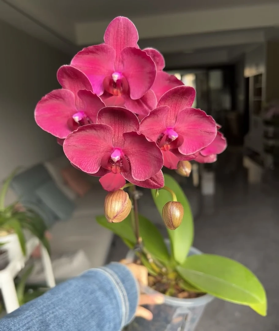 蝴蝶兰———(拉菲)(任意两颗包邮只拍一颗发苗)