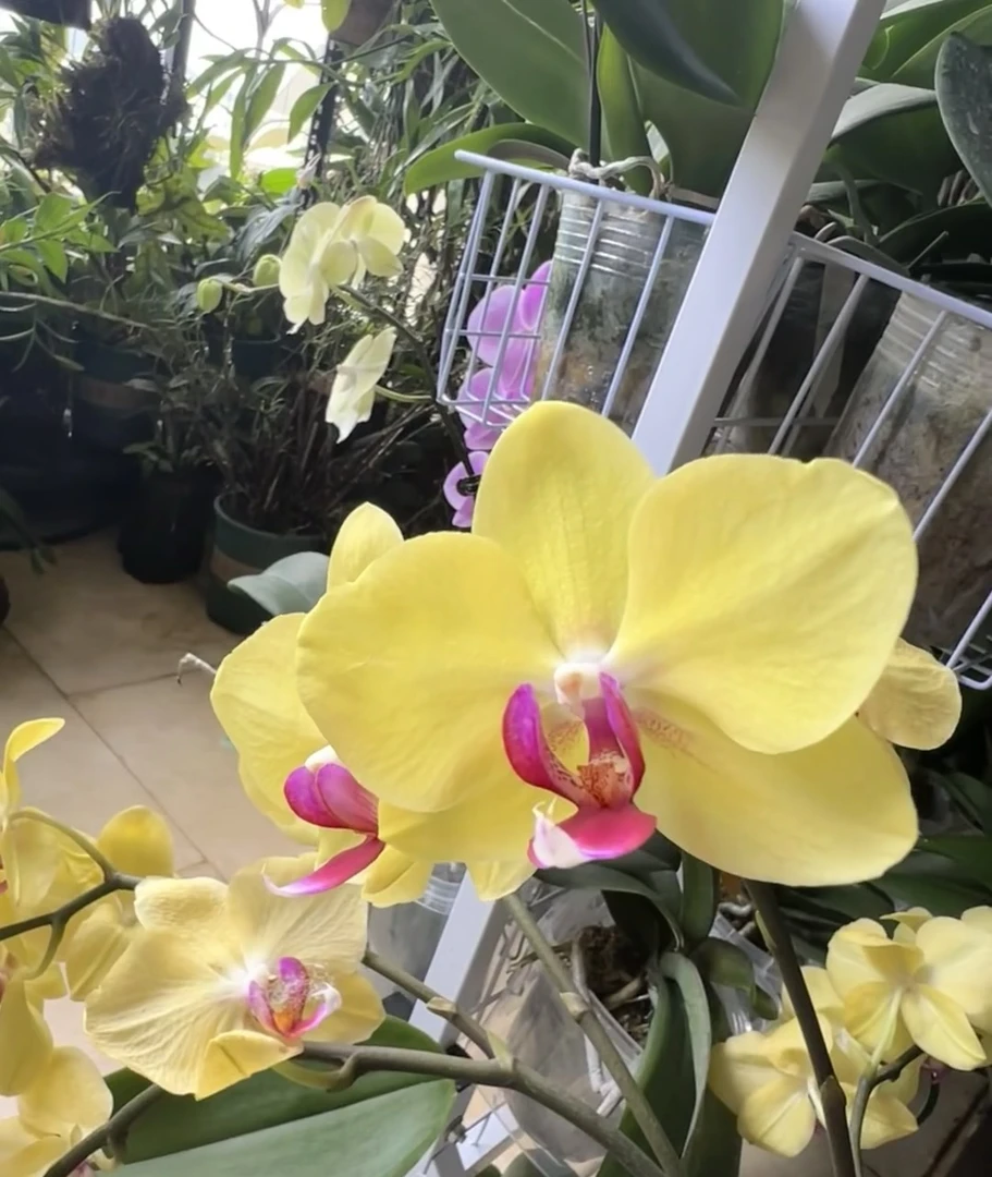 蝴蝶兰———(摩登娜)(任意两颗包邮只拍一颗发苗)