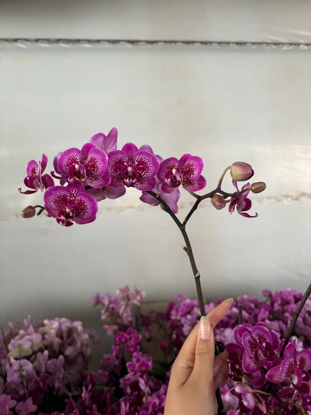 蝴蝶兰———(小孔雀)(任意两颗包邮只拍一颗发苗)