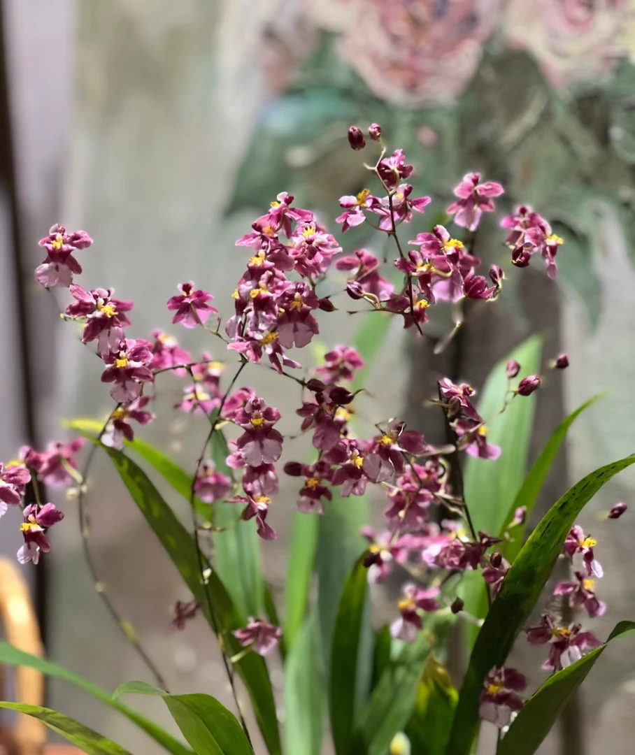 三色香水红色文心兰——室内绿植