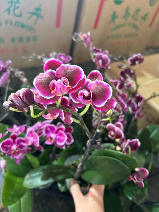 蝴蝶兰———(小王子)开花发货