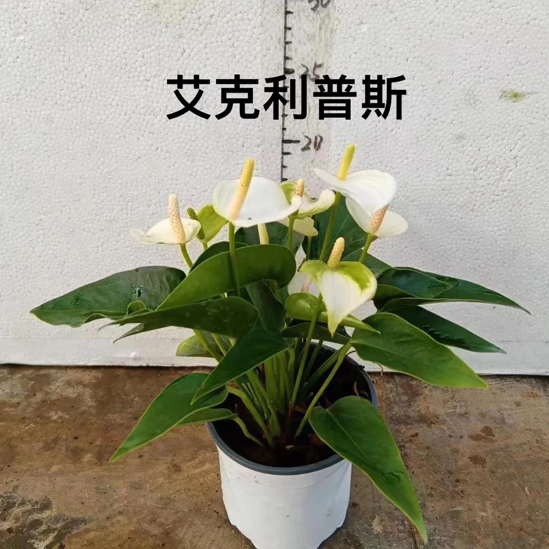 红掌盆栽艾克利普斯室内盆栽
