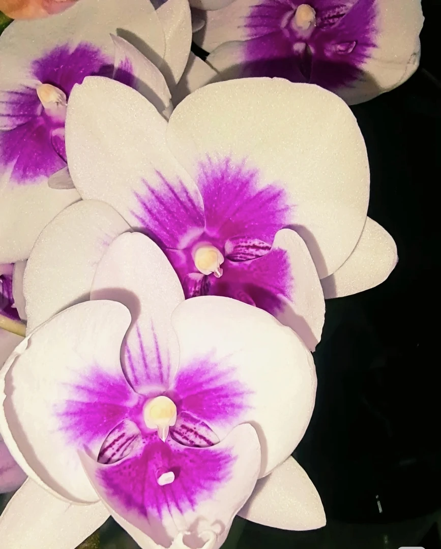 蝴蝶兰———(凤凰鸟)(任意两颗包邮只拍一颗发苗)