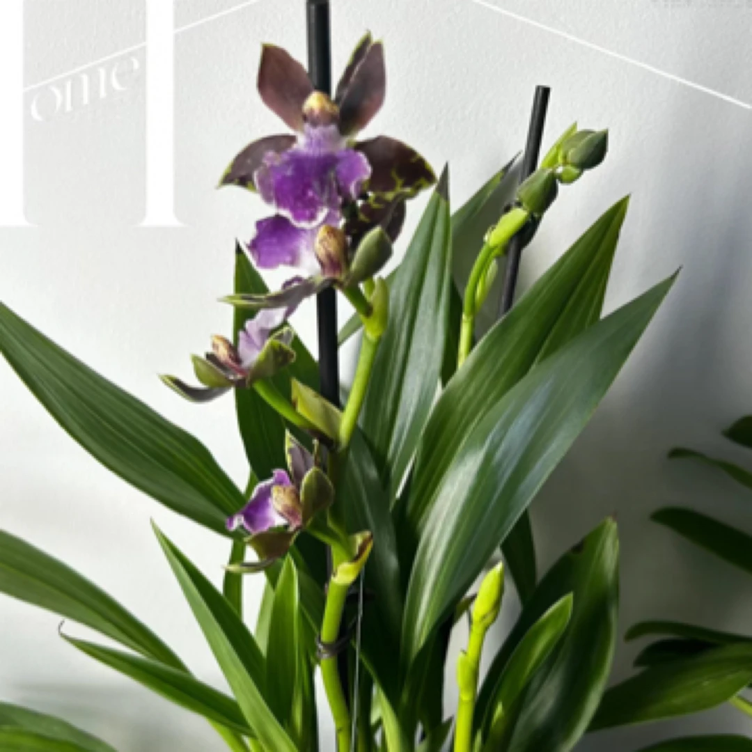 紫香兰--紫香兰清 苗