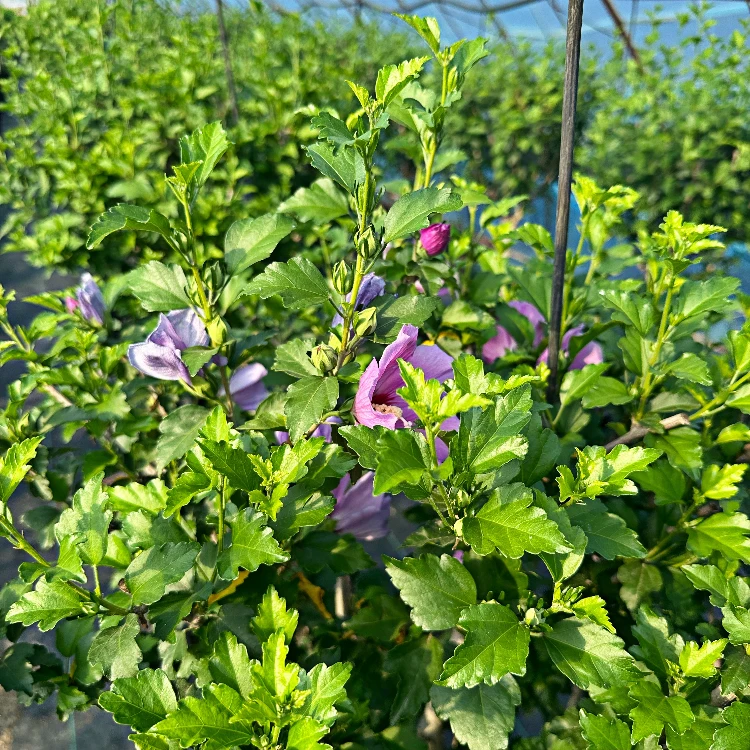 木槿树木槿花木兰纲锦葵目锦葵科花色粉紫色多季开花
