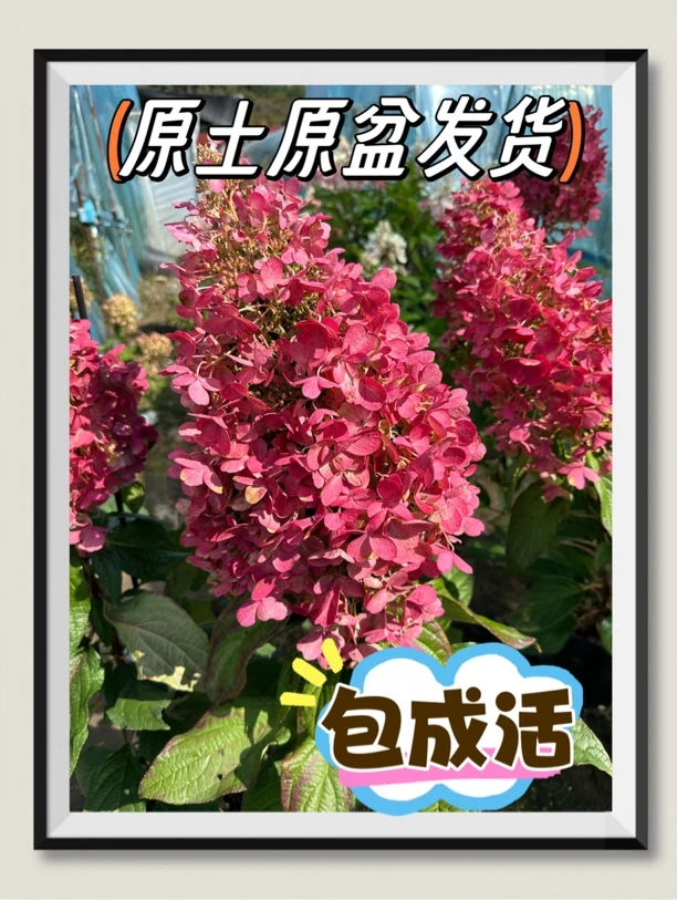 绣球 木绣球 木本植物直立圆锥花冠烛光绣球三年大苗