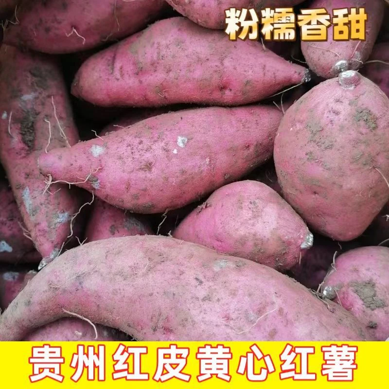 贵州正宗板栗红薯蜜薯粉糯香甜山药黄沙泥土种现挖现发农家自种