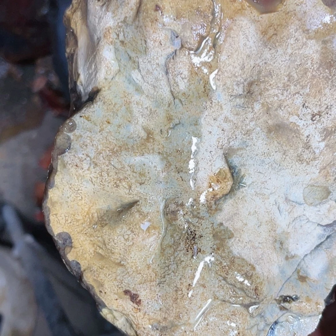 【闪购商品】定制玛瑙私人订制 不退不换未镶嵌不**弃