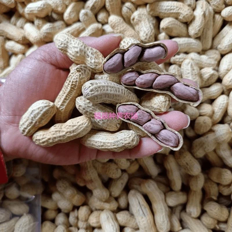 福建龙岩连城红衣湿烤花生香酥脆小种紫衣粒红白水煮晒干特产