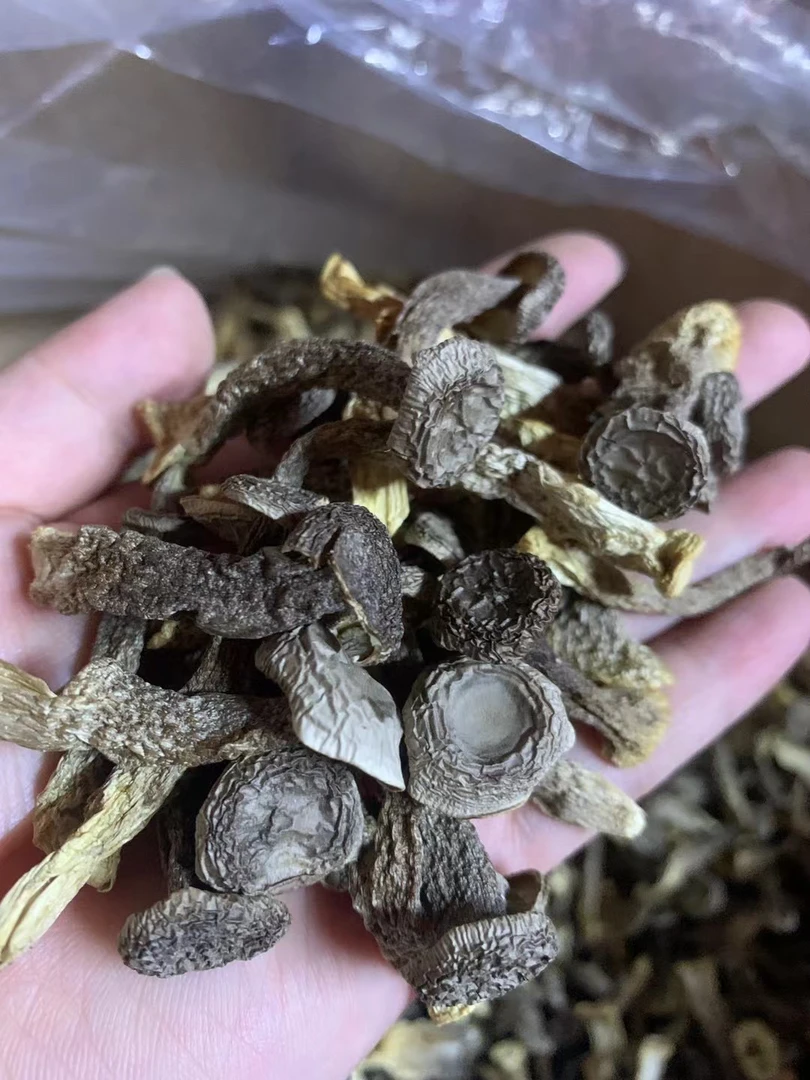 瓶栽嫩仔鹿茸菇脆脆菇