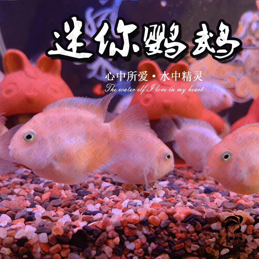 迷你鹦鹉好活易养繁殖容易新手鱼热带鱼