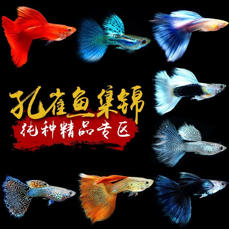 （主播自动改价链接）不可随意拍 小型热带孔雀鱼