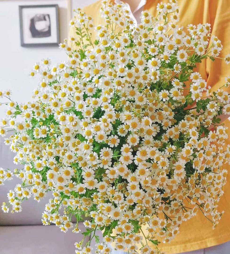 【洋甘菊】1单中通2单顺丰京东 小清新 简约 菊花 云南基地直发
